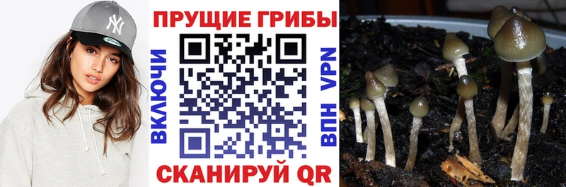 цены   Ишимбай  Псилоцибиновые грибы прущие грибы 